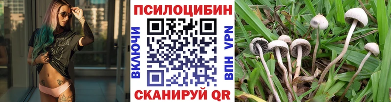магазин продажи   Калтан  Галлюциногенные грибы Cubensis 